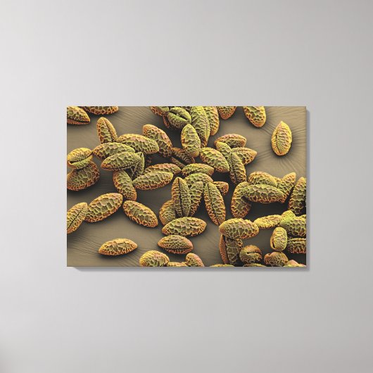 アヤメのモノコット花粉 キャンバスプリント (正面)