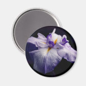 アヤメの花の写真 マグネット (正面/裏面)