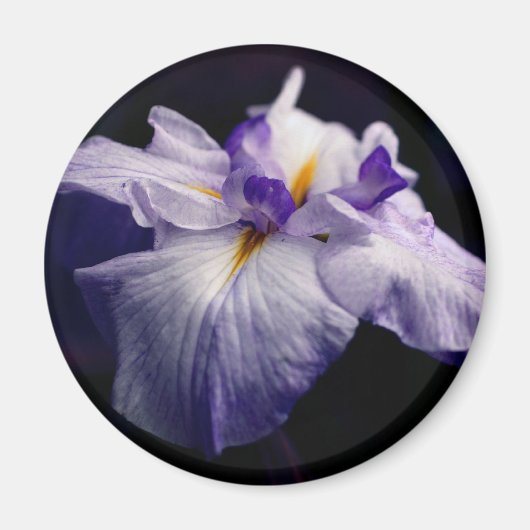 アヤメの花の写真 マグネット (正面)