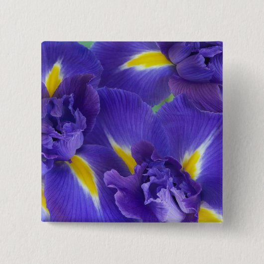 アヤメの花 缶バッジ (正面)