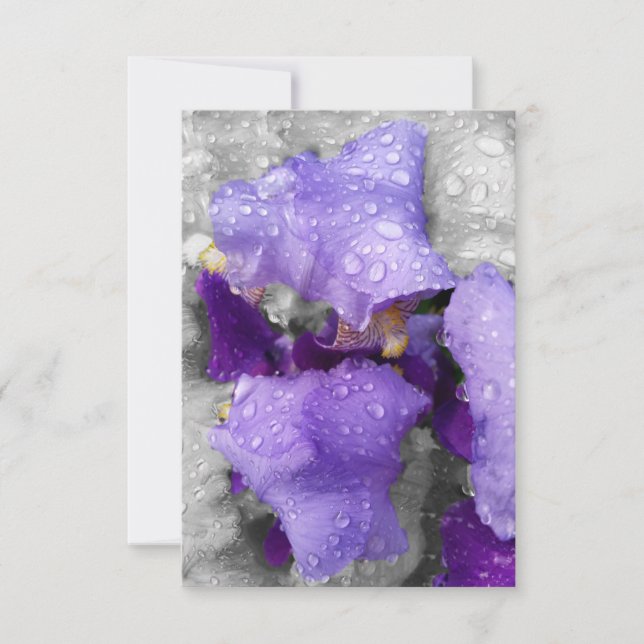 アヤメの雨滴 (正面)