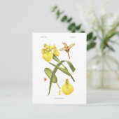 アヤメ疑似症 ポストカード (スタンド正面)