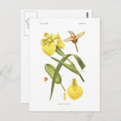 アヤメ疑似症 ポストカード (正面/裏面)