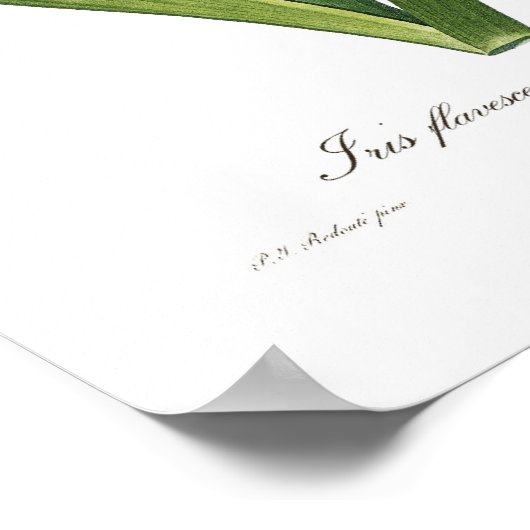 アヤメ花 ポスター (角)