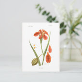 アヤメ・フルヴァ ポストカード (スタンド正面)