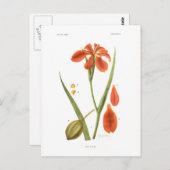 アヤメ・フルヴァ ポストカード (正面/裏面)