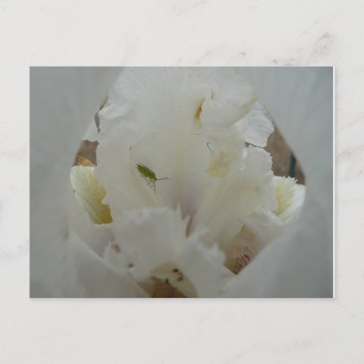 アヤユニークメの花の虫 ポストカード (正面)