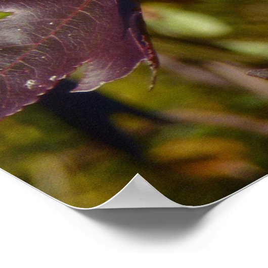 アユ葉イ秋 ポスター (角)