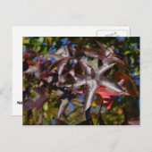 アユ葉イ秋 ポストカード (正面/裏面)