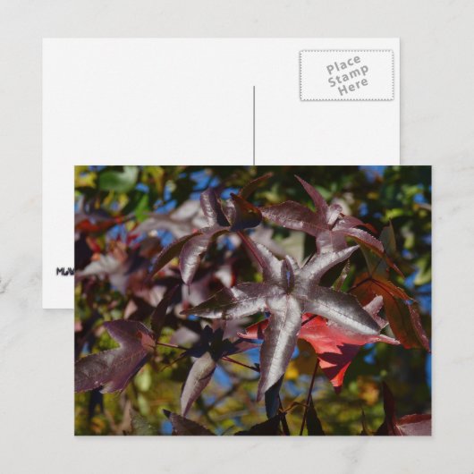 アユ葉イ秋 ポストカード (正面/裏面)