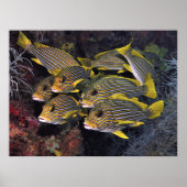 アユ隊 ポスター (正面)