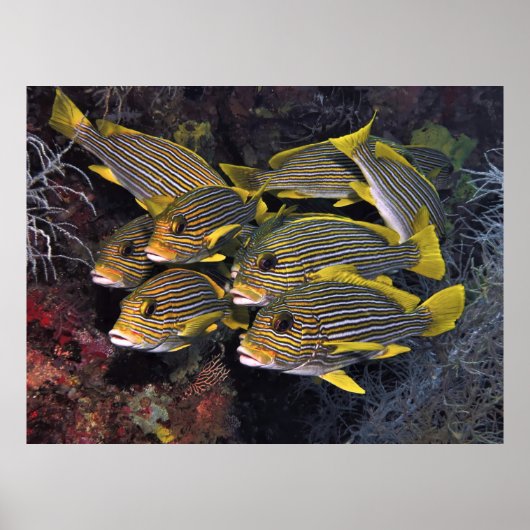 アユ隊 ポスター (正面)