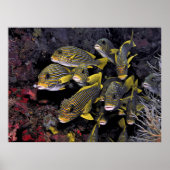 アユ ポスター (正面)