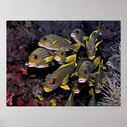 アユ ポスター (正面)