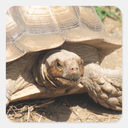 アラアルダブラ スクエアシール (正面)