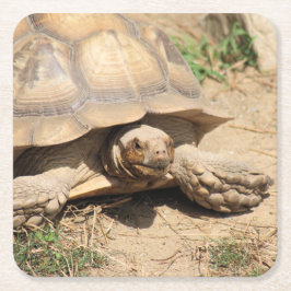 アラアルダブラ スクエアペーパーコースター