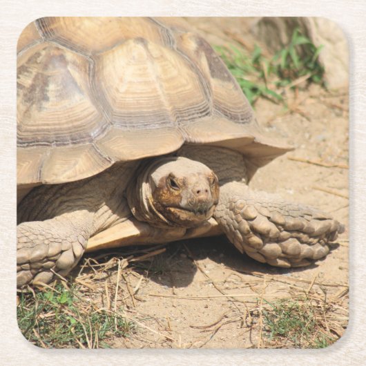 アラアルダブラ スクエアペーパーコースター (正面)