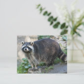 アライグマのはがき ポストカード (スタンド正面)