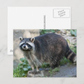 アライグマのはがき ポストカード (正面/裏面)