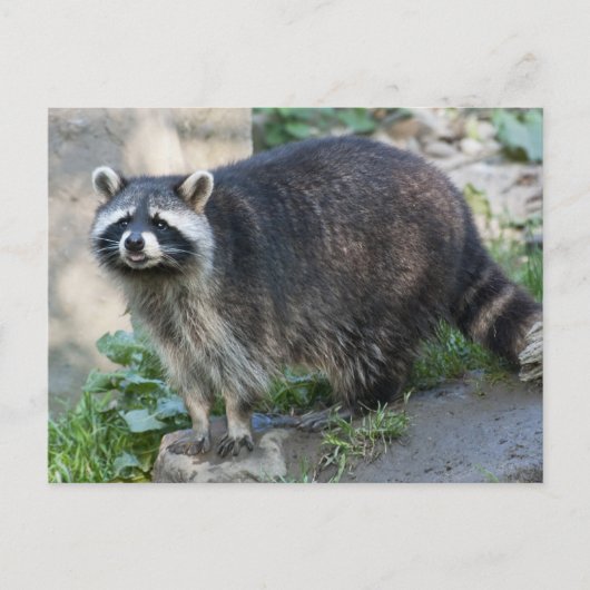 アライグマのはがき ポストカード (正面)