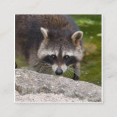 アライグマのアイコンタクト エンクロージャーカード (正面)