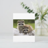 アライグマのカップル ポストカード (スタンド正面)