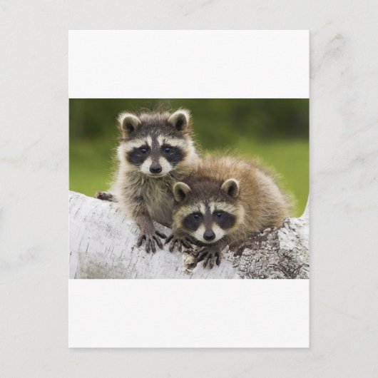 アライグマのカップル ポストカード (正面)
