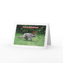 アライグマのクリスマス