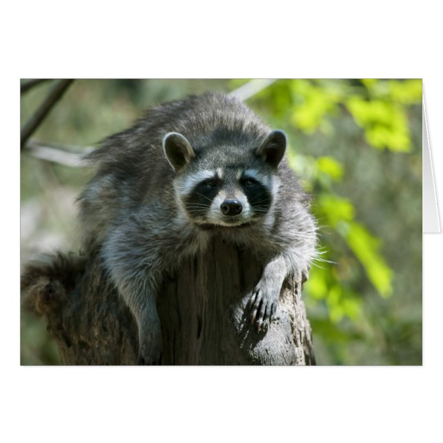 アライグマのグリーティングカード (正面横)