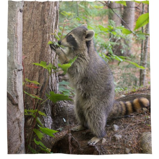 アライグマのシャワー・カーテン シャワーカーテン (正面)