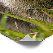 アライグマのプロキオンローターは広く使われている。 ポスター (角)