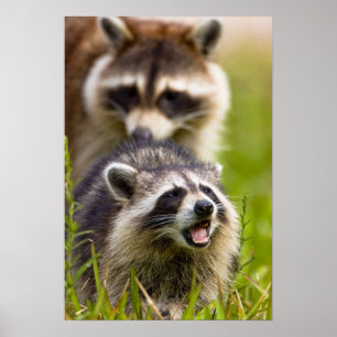 アライグマのプロキオンローターは広く使われている。 ポスター