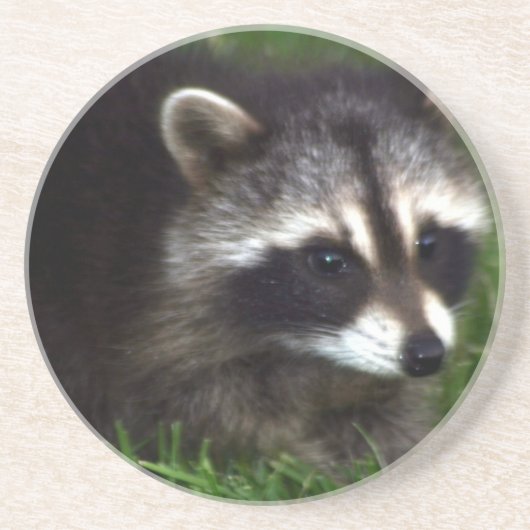 アライグマのマスクのコースター コースター (正面)