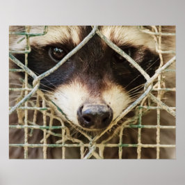 アライグマの価値ポスター ポスター