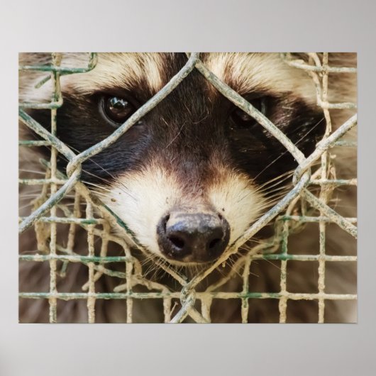 アライグマの価値ポスター ポスター (正面)