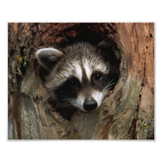 アライグマの写真プリント フォトプリント (正面)