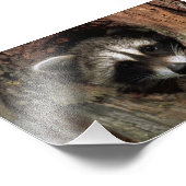 アライグマの写真プリント フォトプリント (角)