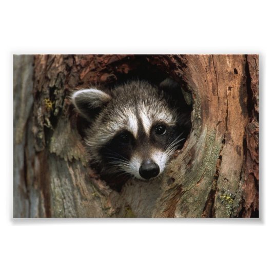 アライグマの写真プリント フォトプリント (正面)