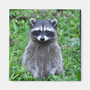 アライグマの地位 マグネット