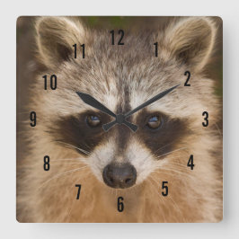 アライグマの壁時計 スクエア壁時計