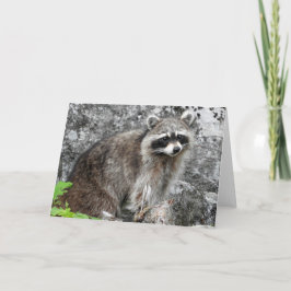 アライグマの挨拶状、中ブランク カード