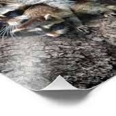 アライグマの母とキット フォトプリント            (角)