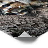 アライグマの母とキット ポスター (角)