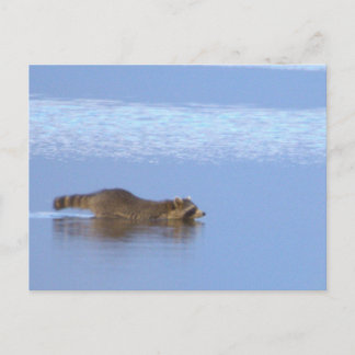 アライグマの水泳写真ポストカード ポストカード