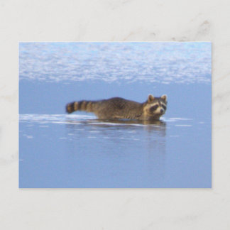 アライグマの泳ぐ写真のポストカード ポストカード