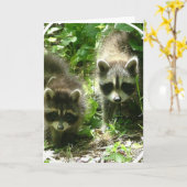 アライグマの生息地の挨拶状 カード (黄色い花)