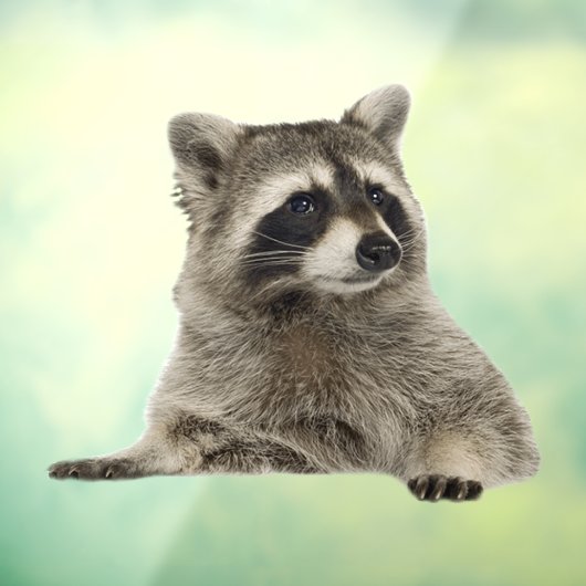 アライグマの窓にしがみつく ウィンドウサイン (シート3)