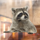 アライグマの窓にしがみつく ウィンドウサイン (シート2)