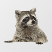 アライグマの窓にしがみつく ウィンドウサイン (シート)