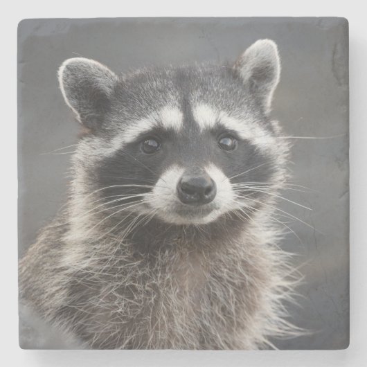 アライグマの肖像ストーン コースター (正面)